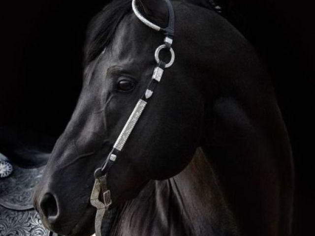 Cavalo