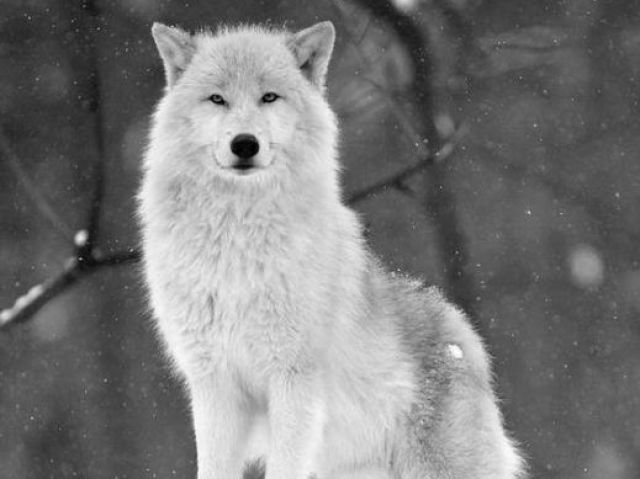 Lobo