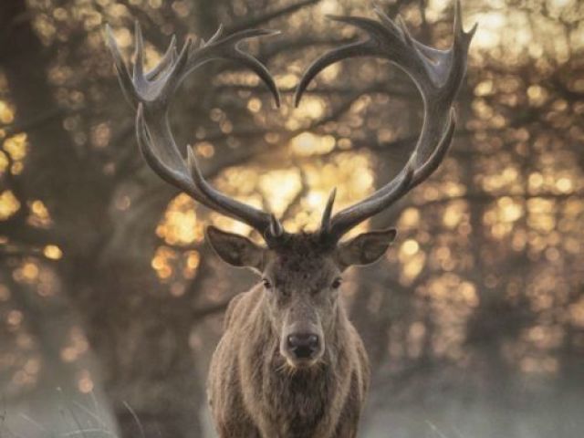 Veado