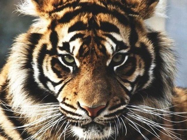 Tigre