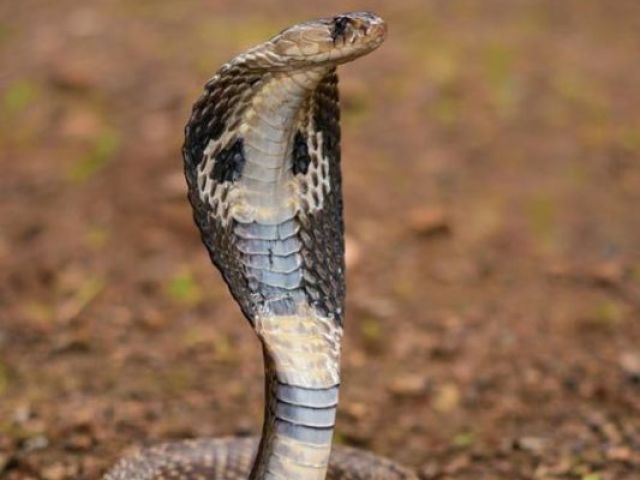 Serpente