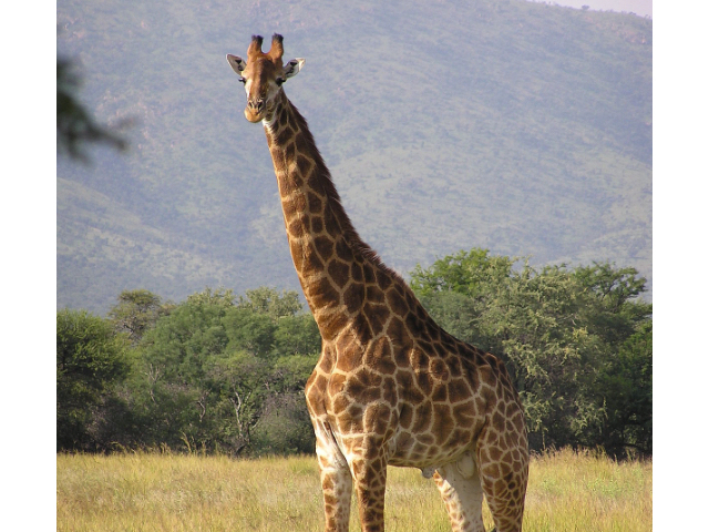 Girafa