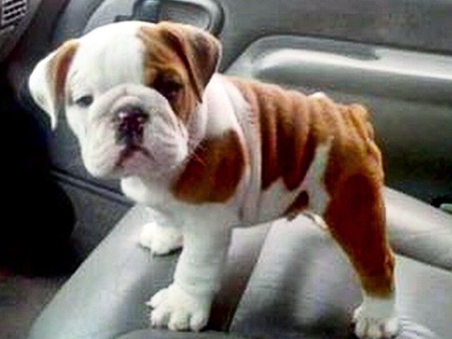 Bulldog