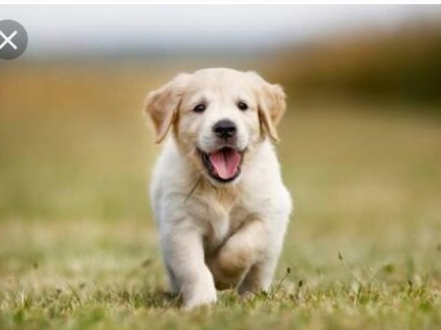 Cão