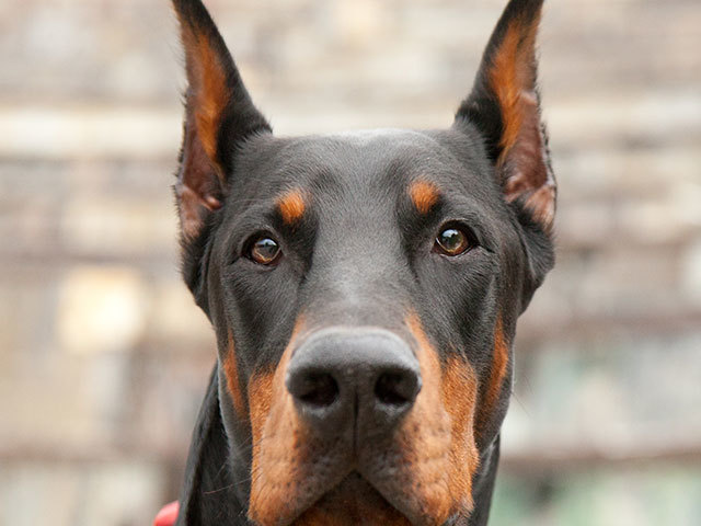 doberman