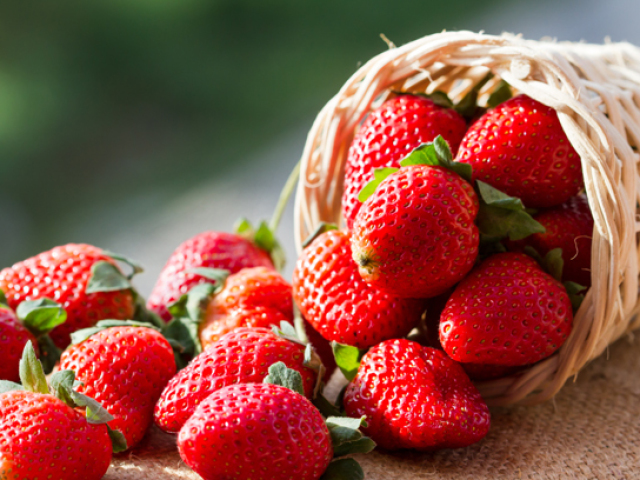 Morango