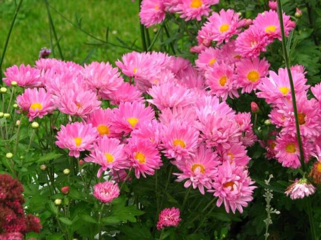 garden flowers