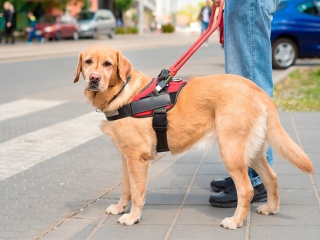 Levo meu cachorrinho para passear