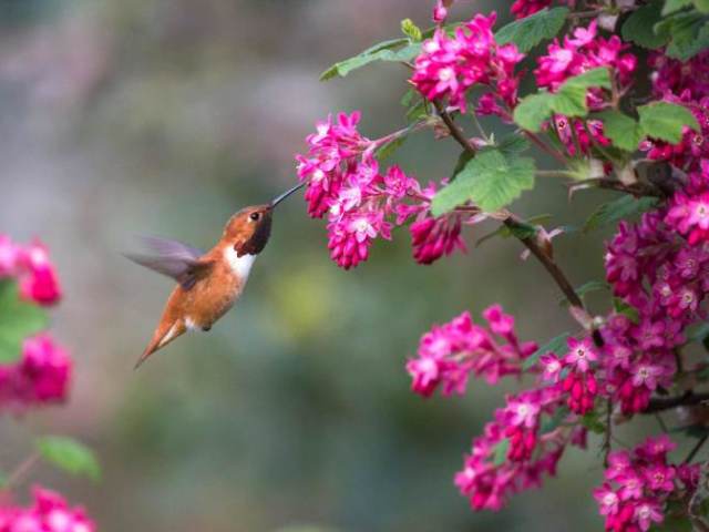Primavera