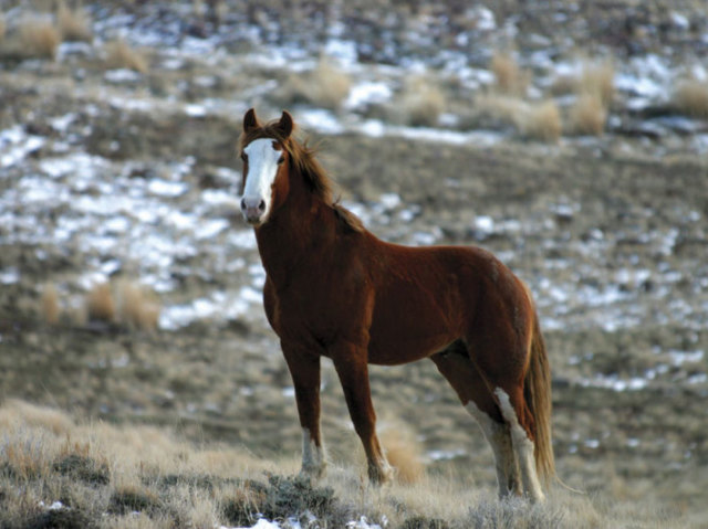 Raças de cavalos