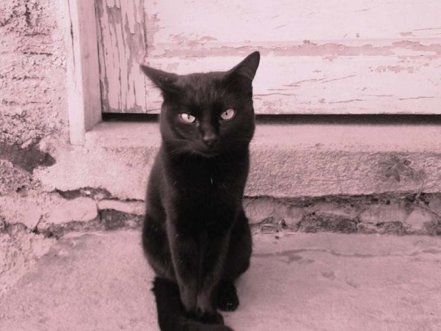 gato preto