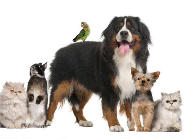 Que Espírito de Animal Doméstico você tem?