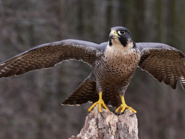 Falcão
