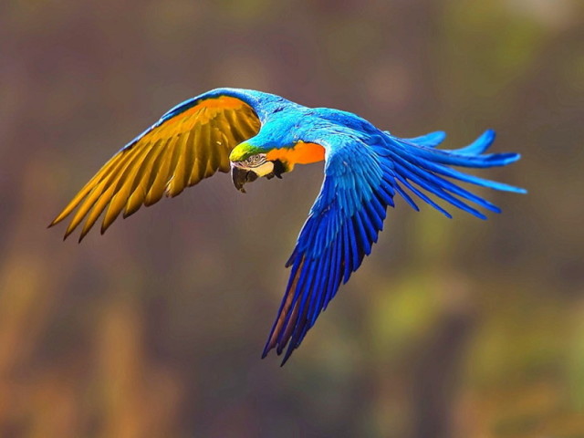 Arara