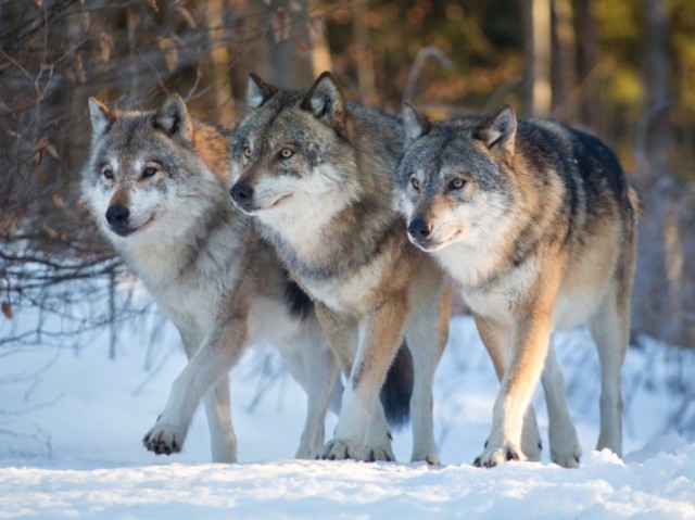 Lobo