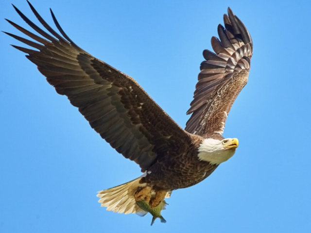 Eagle