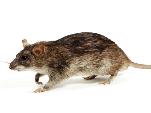 Rat