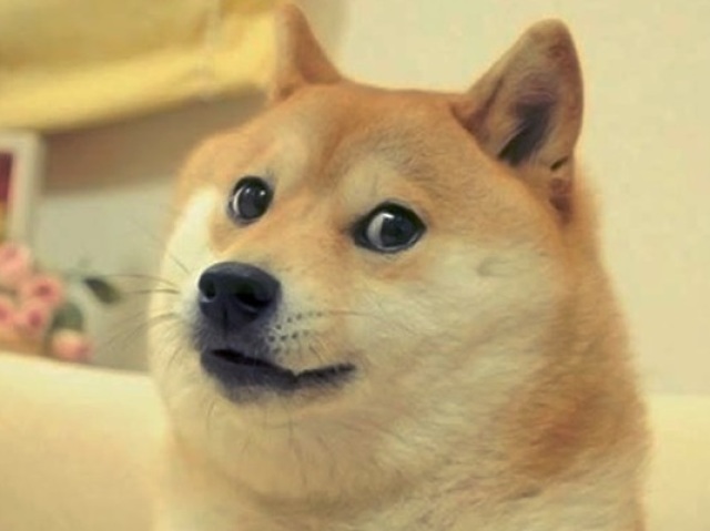Qual raça de cachorro que você deveria ter?