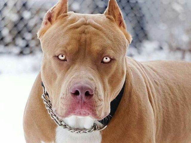 Pitbull