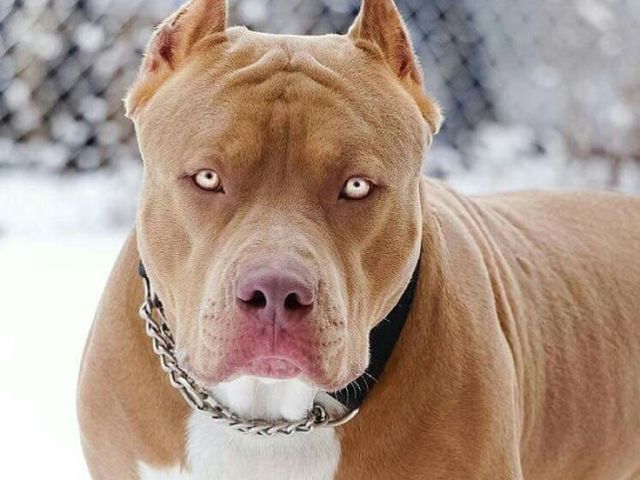 Pitbull