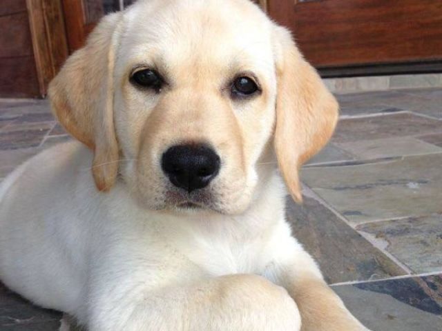 Labrador