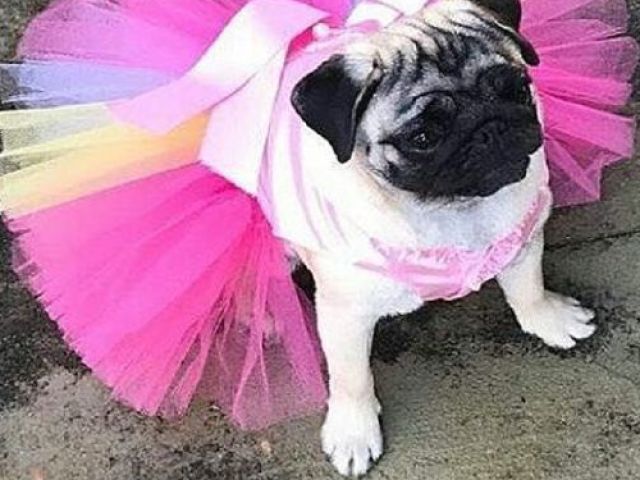 Esse pug de tutu