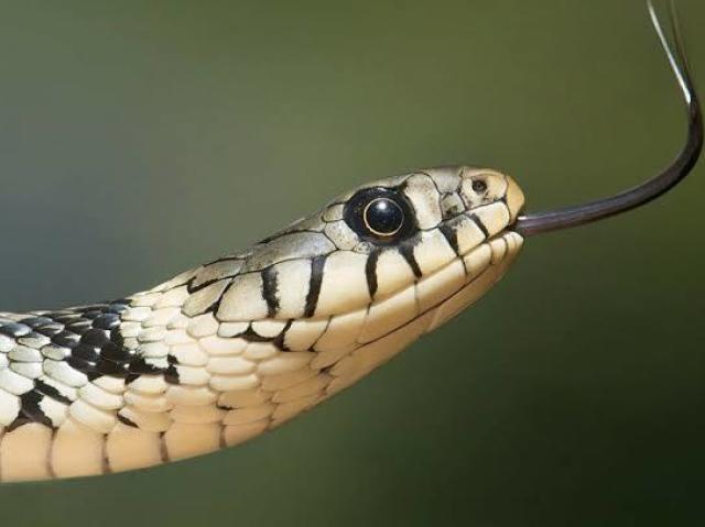 Serpente