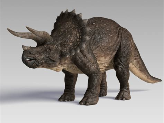 Triceratops