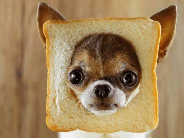 Você é mais gato ou cachorro?