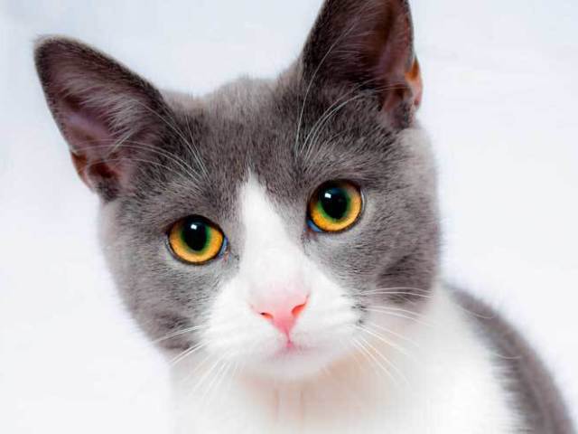 100% gato