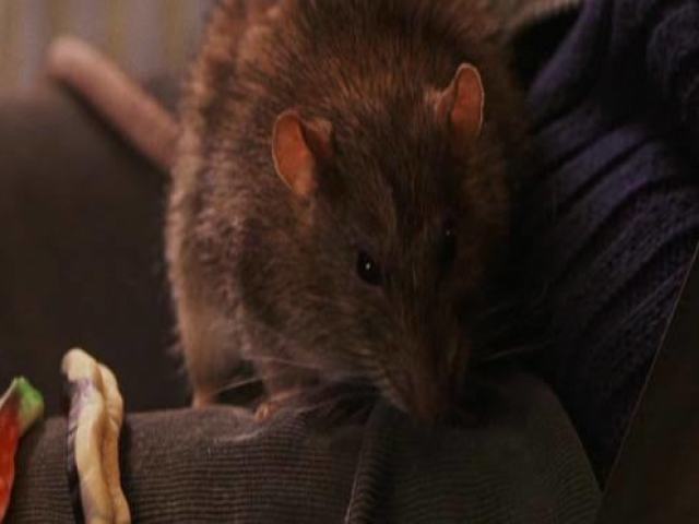 Rato.