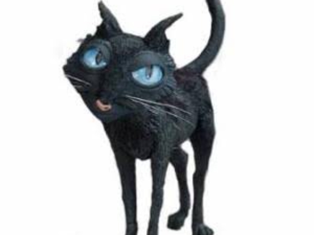 O gato