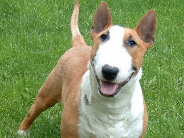 Bull terrier