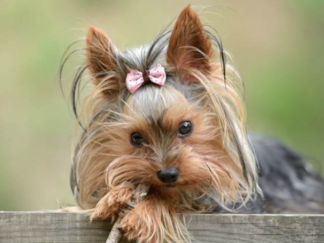 Yorkshire terrier