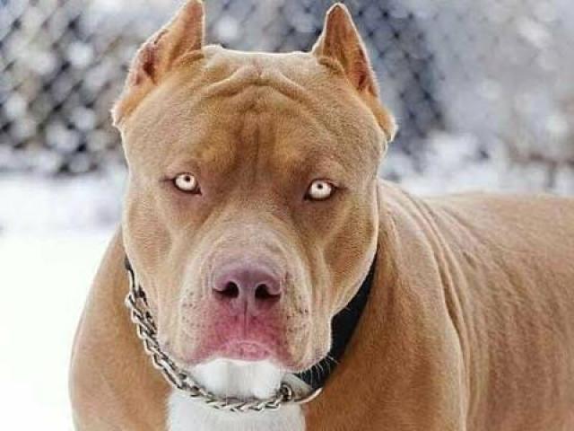 Pit bull