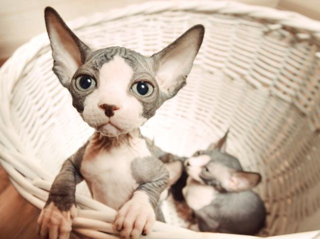 Sphynx