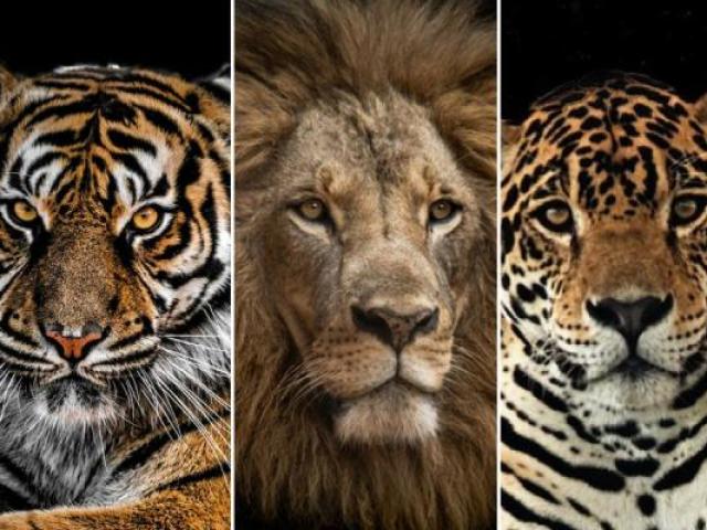 Qual felino mais combina com a sua personalidade?