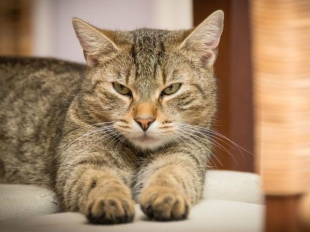 Gato