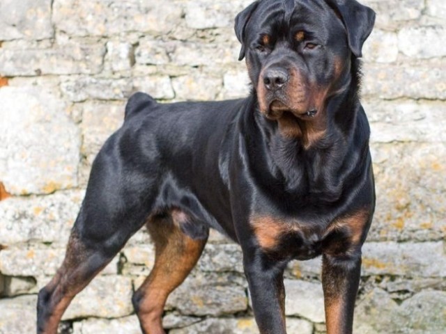 Rottweiler