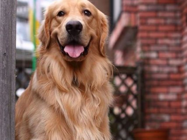 Golden Retriever