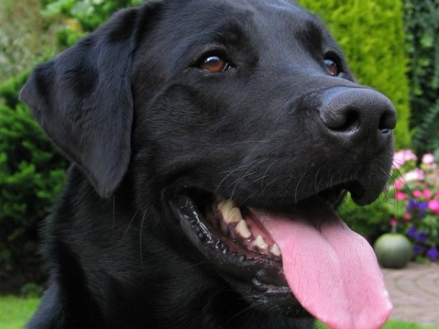 Labrador Retriever