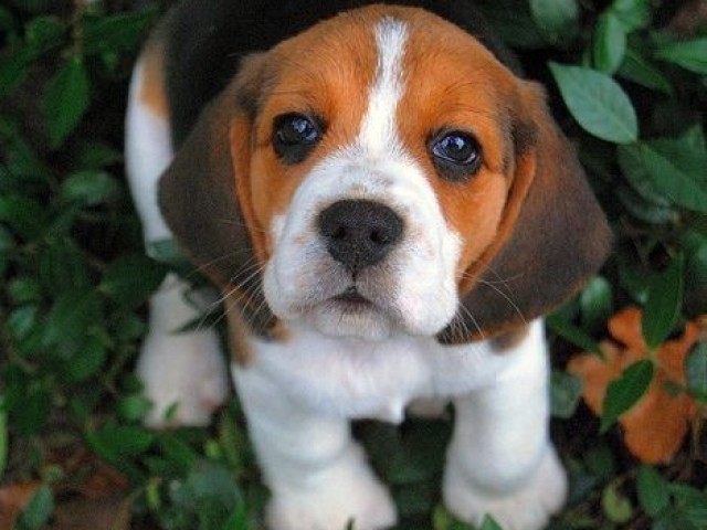 Beagle