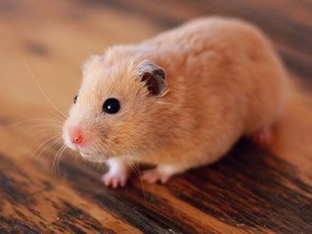 Hamster