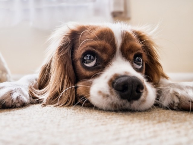 Cão