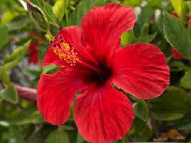 Hibisco