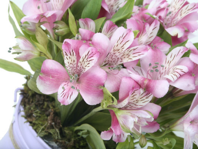 Alstroemeria