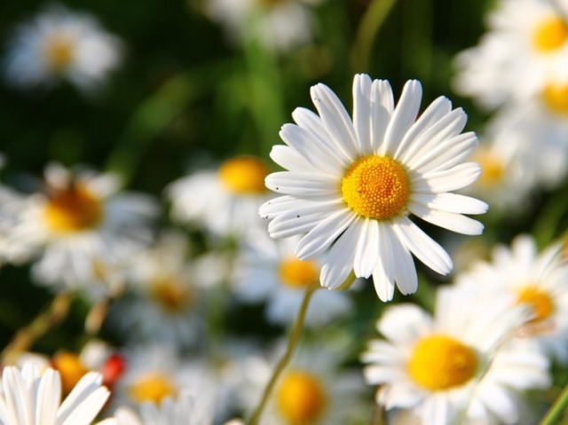 Margarida