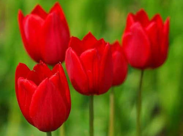 Tulipa