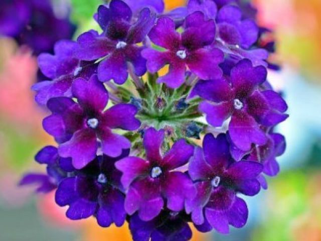 Verbena