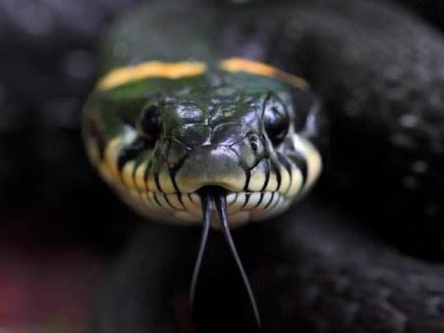 Serpente